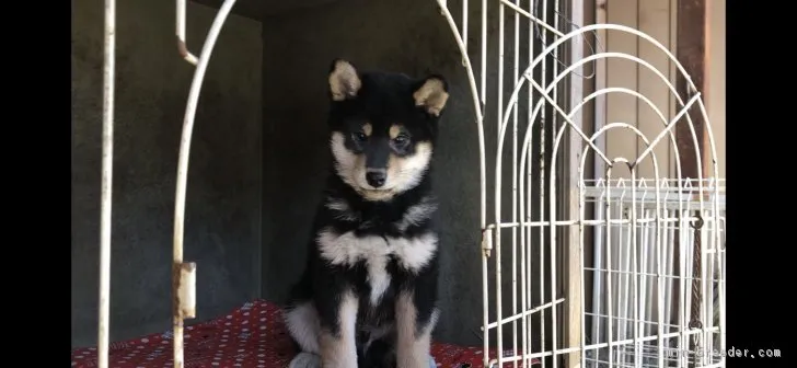 柴犬(標準サイズ)【山梨県・男の子・2018年10月22日・黒】の写真1