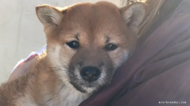 柴犬(標準サイズ)【山梨県・女の子・2017年11月30日・赤】の写真1