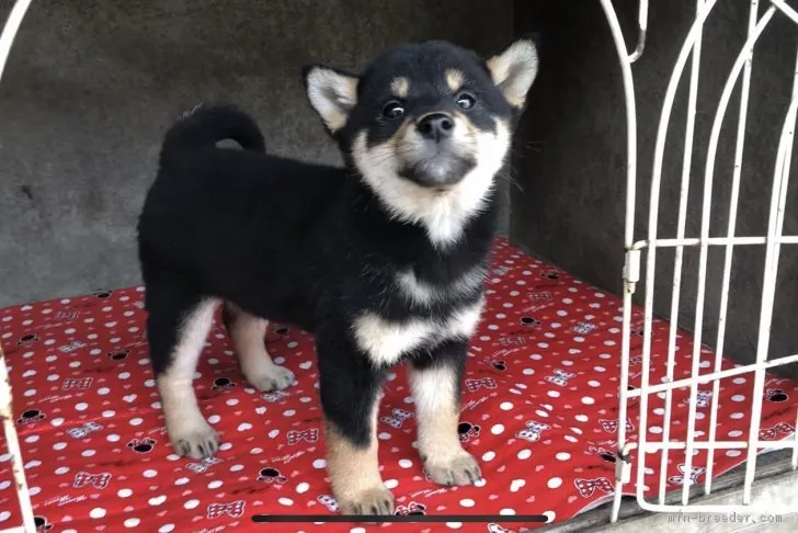 柴犬(標準サイズ)【山梨県・女の子・2018年9月29日・黒】の写真1