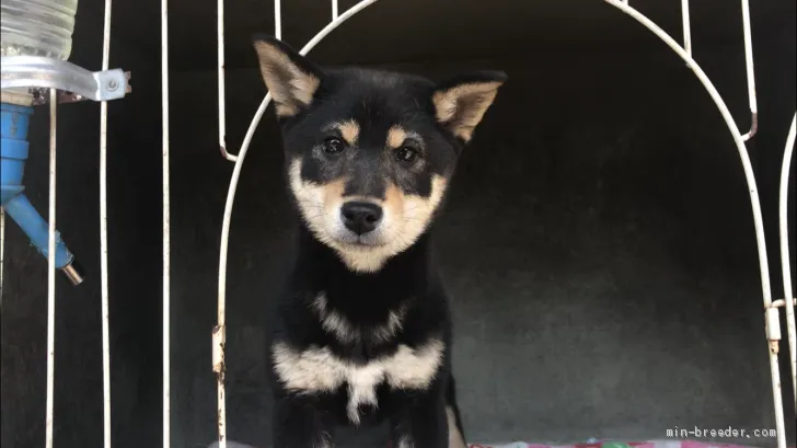 柴犬(標準サイズ)【山梨県・女の子・2019年1月5日・黒】の写真1