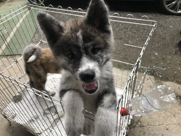 秋田犬 山梨県 男の子 19年4月23日 黒虎 性格が良くとても甘えん坊です みんなのブリーダー 子犬id 1908