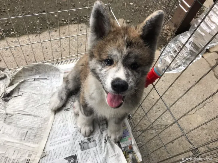 秋田犬【山梨県・男の子・2019年4月23日・赤虎】の写真1