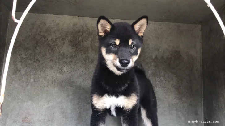 柴犬(標準サイズ)【山梨県・女の子・2019年5月1日・黒】の写真1