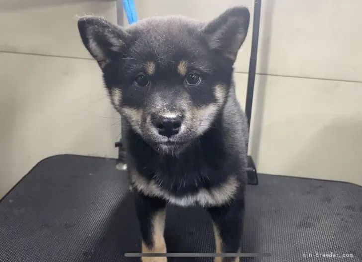 柴犬(標準サイズ)【山梨県・男の子・2019年12月24日・黒】の写真1「3月27日撮影」