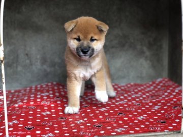 柴犬(標準サイズ)【山梨県・男の子・2018年8月25日・赤】の写真「とても可愛い性格です！」