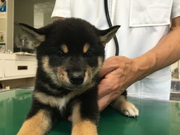 柴犬(標準サイズ)【山梨県・男の子・2017年7月19日・黒】の写真「大人しい性格です！」