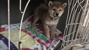 柴犬(標準サイズ)【山梨県・女の子・2019年1月29日・赤】の写真「大人しいです。」