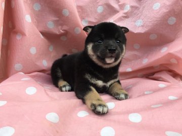 柴犬(標準サイズ)【山梨県・女の子・2017年7月19日・黒】の写真「チャームポイントは顎下の白！」