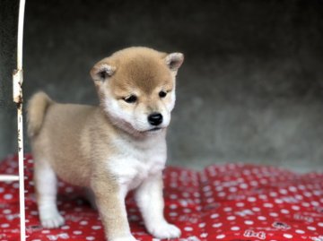 柴犬(豆柴)【山梨県・女の子・2018年8月25日・赤】の写真「とても可愛い子犬です！」