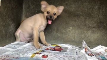 ポメラニアン×チワワ【山梨県・男の子・2018年1月22日・フォーン】の写真「元気っ子です。」