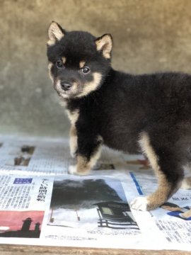 柴犬(豆柴)【山梨県・男の子・2017年12月4日・黒】の写真「とても元気！」