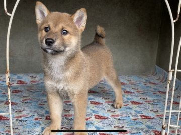 柴犬(豆柴)【山梨県・男の子・2019年8月24日・赤】の写真「豆サイズより少し大きめ
食欲旺盛」