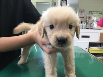 ゴールデンレトリバー【山梨県・男の子・2017年6月13日・ゴールデン】の写真「可愛いお顔です。初回ワクチン健康診断済み。」