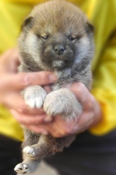 柴犬(標準サイズ)【山梨県・女の子・2017年11月11日・赤】の写真「モコモコの男の子です」