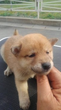 柴犬(標準サイズ)【山梨県・男の子・2017年9月2日・赤】の写真「血統書は普通の柴ですが小ぶり！」