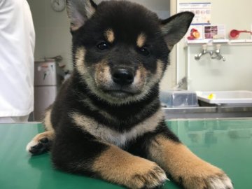 柴犬(標準サイズ)【山梨県・女の子・2017年7月19日・黒】の写真「とても可愛らしい子です」