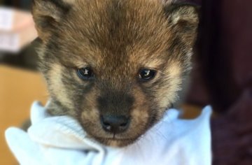 柴犬(豆柴)【山梨県・男の子・2017年12月2日・赤もしくは胡麻】の写真「足も短くコロコロな体型♡豆サイズ予想です」