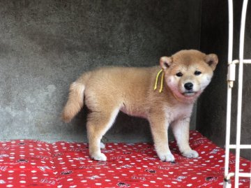 柴犬(標準サイズ)【山梨県・女の子・2018年8月22日・赤】の写真「大人しい性格です！」