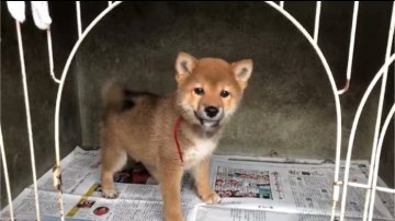 柴犬(標準サイズ)【山梨県・女の子・2018年4月3日・赤】の写真「普通よりは小ぶりです！」