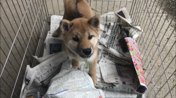 柴犬(豆柴)【山梨県・男の子・2018年10月24日・赤】の写真「小さいですがとても凛々しい男の子です」