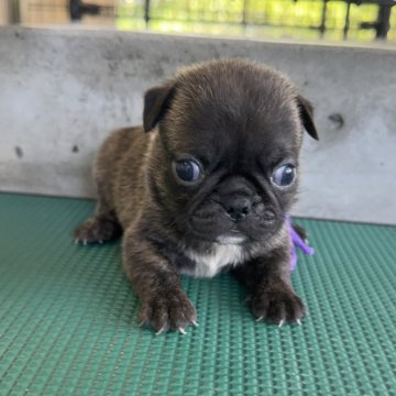 ミックス(ボストンテリア×パグ)【山梨県・男の子・2024年8月21日・ブリンドル】の写真「目が開きました！」