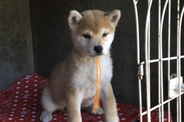 柴犬(豆柴)【山梨県・女の子・2018年8月25日・赤】の写真「とても可愛いです。」