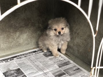 ポメラニアン×チワワ【山梨県・男の子・2018年1月22日・フォーン】の写真「大きな瞳の男の子」