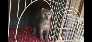 柴犬(標準サイズ)【山梨県・男の子・2018年10月24日・赤】の写真「甘えん坊です」