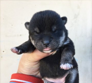 柴犬(豆柴)【山梨県・女の子・2017年12月12日・黒】の写真「毛色黒、豆柴サイズの女の子です！」