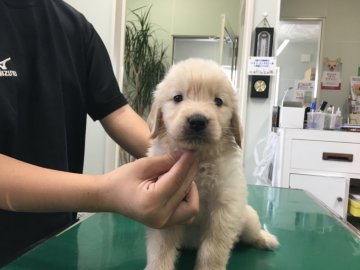 ゴールデンレトリバー【山梨県・男の子・2017年6月13日・ゴールデン】の写真「可愛いお顔です。初回ワクチン健康診断済み。」