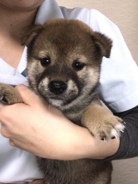 柴犬(標準サイズ)【山梨県・男の子・2017年9月3日・赤】の写真「ハッキリしたお顔です」