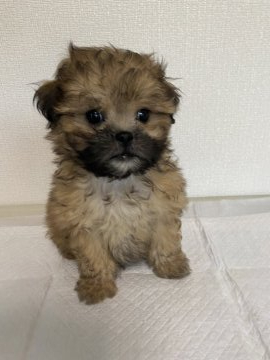 父トイプードル 母チン【山梨県・男の子・2021年6月2日・茶】の写真「個性的なお顔をした男の子☆」