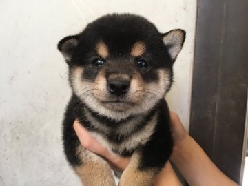 柴犬(標準サイズ)【山梨県・男の子・2017年7月19日・黒】の写真「かなり小ぶり！」