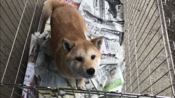 柴犬(標準サイズ)【山梨県・男の子・2018年10月16日・赤】の写真「人懐こいです。」