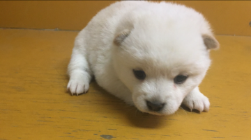 柴犬(豆柴)【山梨県・女の子・2017年12月12日・白】の写真「毛色白、豆柴サイズの女の子です！」