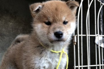 柴犬(標準サイズ)【山梨県・男の子・2018年2月14日・赤】の写真「豆柴に近いサイズ」