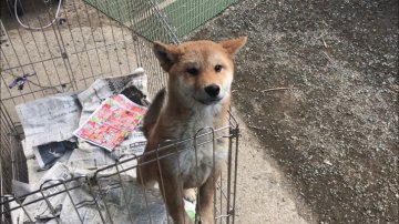 柴犬(標準サイズ)【山梨県・男の子・2018年10月16日・赤】の写真「あまり吠えないです。」