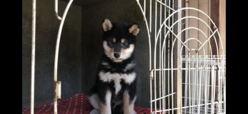 柴犬(標準サイズ)【山梨県・男の子・2018年10月22日・黒】の写真「上質な子犬です。父親賞歴有ります。」