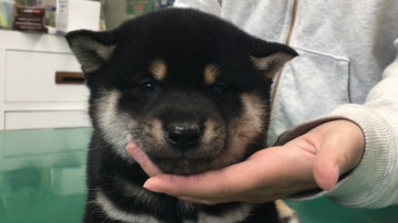 柴犬(標準サイズ)【山梨県・男の子・2018年1月8日・黒】の写真「豆よりほんのちょっと大きい程度」