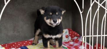 柴犬(標準サイズ)【山梨県・男の子・2019年1月29日・黒】の写真「大人しいです。」