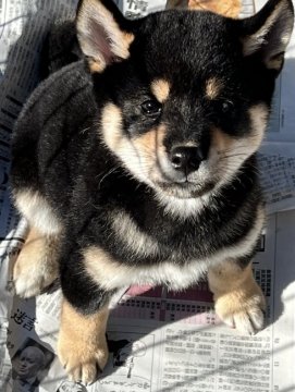 柴犬(標準サイズ)【山梨県・男の子・2021年10月31日・黒】の写真「柴犬の男の子⭐︎」