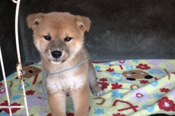 柴犬(標準サイズ)【山梨県・男の子・2018年2月14日・赤】の写真「豆柴より少し大きいサイズ」