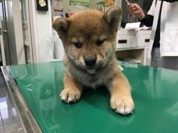 柴犬(標準サイズ)【山梨県・男の子・2017年9月3日・赤】の写真「イケメン君です」