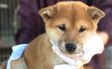 柴犬(標準サイズ)【山梨県・女の子・2017年11月30日・赤】の写真「綺麗な色の子犬です♡」