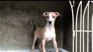 イタリアングレーハウンド【山梨県・男の子・2018年5月11日・フォーン】の写真「綺麗な柄の子犬です」