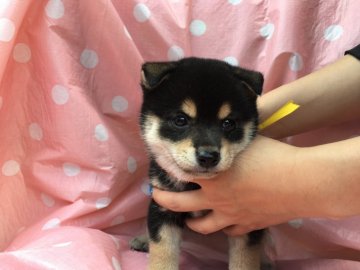 柴犬(標準サイズ)【山梨県・女の子・2017年7月19日・黒】の写真「かなり小ぶり！」