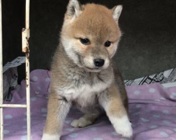 柴犬(豆柴)【山梨県・女の子・2018年12月25日・赤】の写真「とても可愛いです」