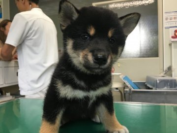 柴犬(標準サイズ)【山梨県・女の子・2017年7月19日・黒】の写真「とても可愛らしい子です。笑います。」