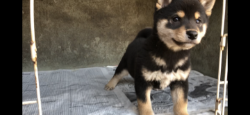 柴犬(標準サイズ)【山梨県・女の子・2018年1月8日・黒】の写真「豆よりほんのちょっと大きい程度」