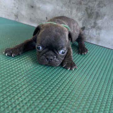 ミックス(ボストンテリア×パグ)【山梨県・男の子・2024年8月21日・ブリンドル】の写真「目が開きました！」